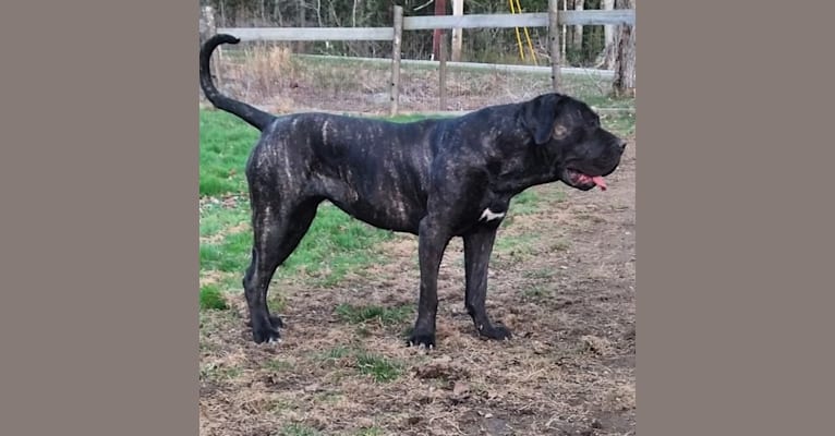 Presa online rottweiler mix