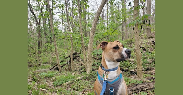 Photo of Coffee, an American Pit Bull Terrier, Boxer, and American Bulldog mix in Columbus, Ohio, USA