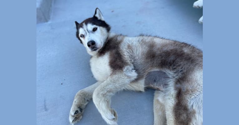 Photo of Loki, a Siberian Husky  in St Cloud, Minnesota, USA