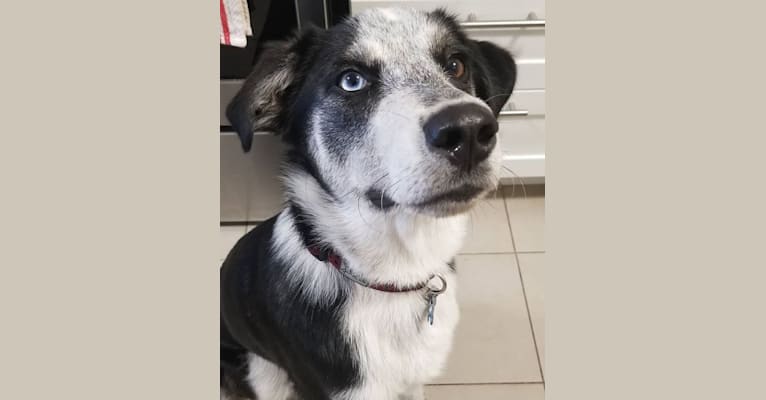 Rambo, a Siberian Husky and Rottweiler mix tested with EmbarkVet.com
