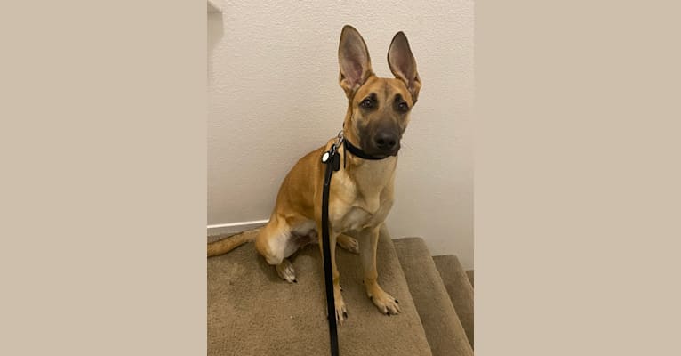 Khal, a German Shepherd Dog and Great Dane mix tested with EmbarkVet.com