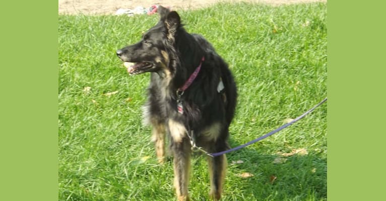 Lucy, a Border Collie and Australian Shepherd mix tested with EmbarkVet.com
