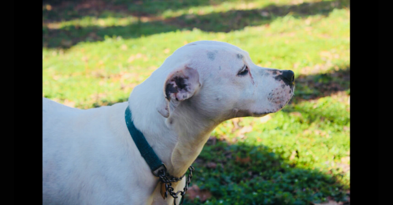 Blanc, an American Pit Bull Terrier and American Bulldog mix tested with EmbarkVet.com