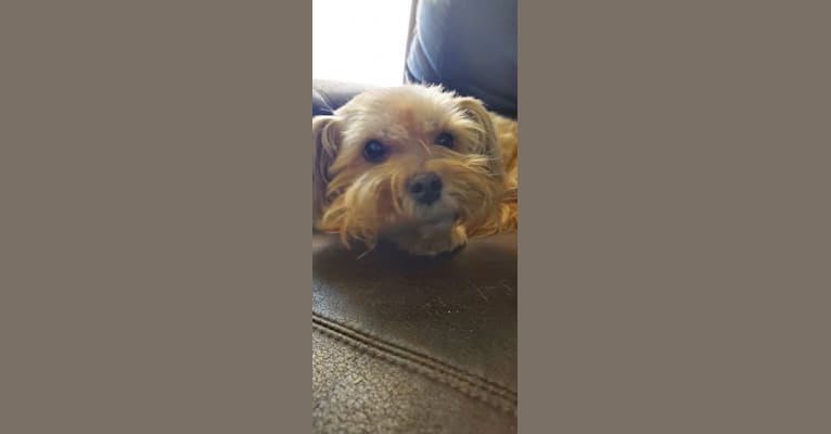 Roscoe, a Rat Terrier and Lhasa Apso mix tested with EmbarkVet.com