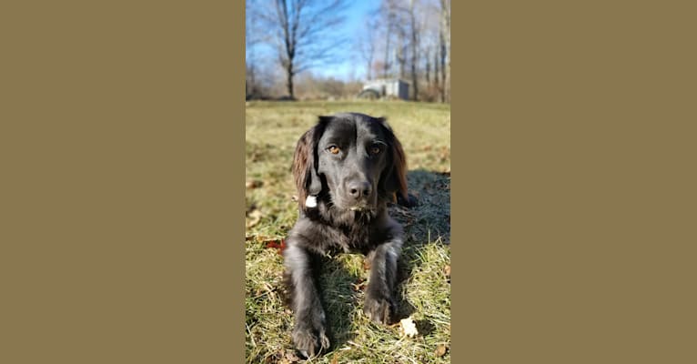 Milo, a Beagle and Labrador Retriever mix tested with EmbarkVet.com