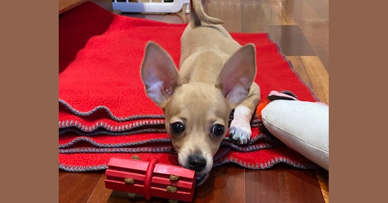Oliver, a Chihuahua and Poodle (Small) mix tested with EmbarkVet.com