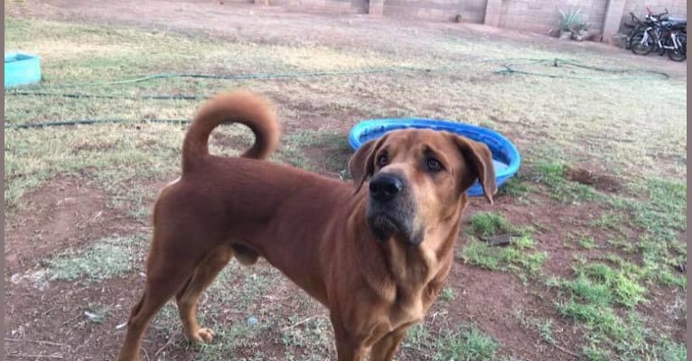 Dozer, a Chow Chow and Rottweiler mix tested with EmbarkVet.com