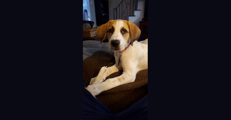 Photo of Zoey, a Great Pyrenees, American Foxhound, and Beagle mix in North Carolina, USA