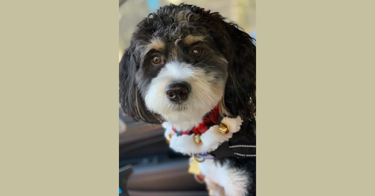Drake, a Bernese Mountain Dog and Poodle (Small) mix tested with EmbarkVet.com