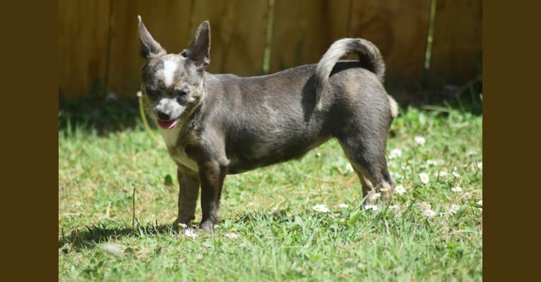 Asia, a Chihuahua tested with EmbarkVet.com