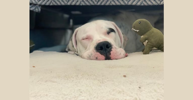 Cassius, a Dogo Argentino tested with EmbarkVet.com