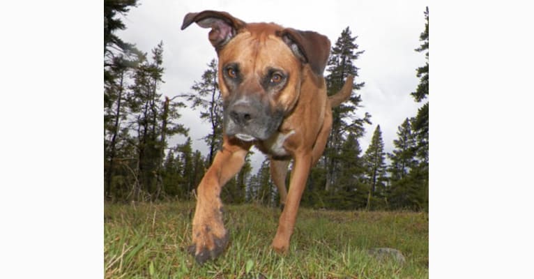 Bodie, a Boxer and German Shepherd Dog mix tested with EmbarkVet.com