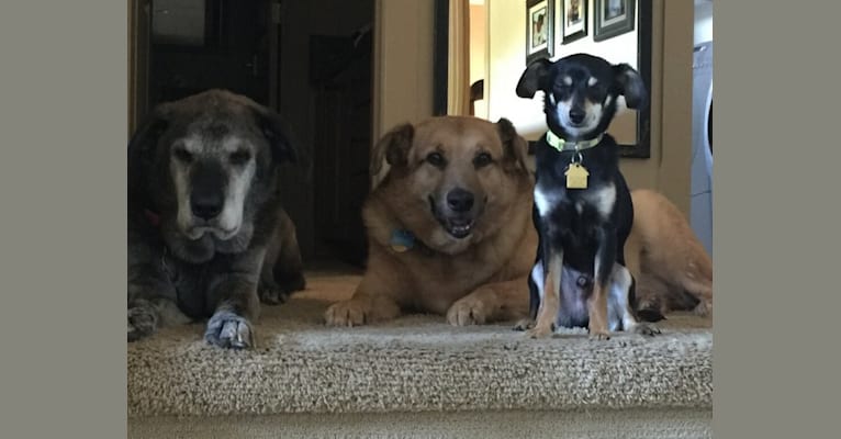 Photo of Jake, a Chihuahua, Dachshund, Poodle (Small), Shih Tzu, and Mixed mix in Utah, USA