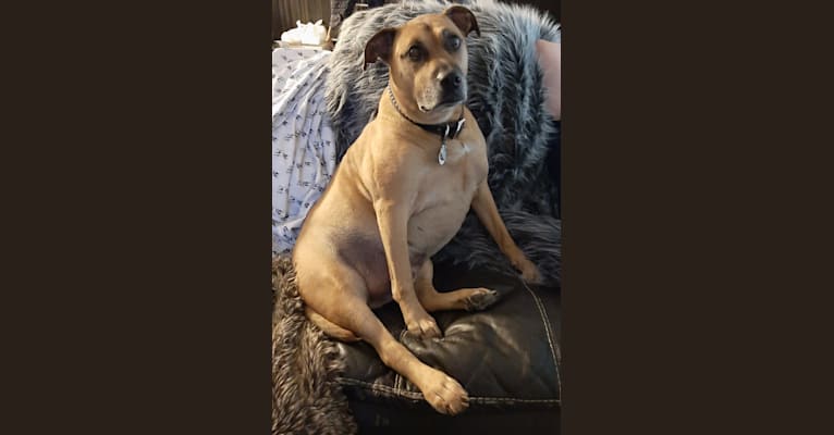 Photo of Butkus, an American Pit Bull Terrier, Boxer, and Rottweiler mix in Kentucky, USA