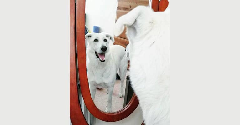 Joan Snow, a German Shepherd Dog tested with EmbarkVet.com