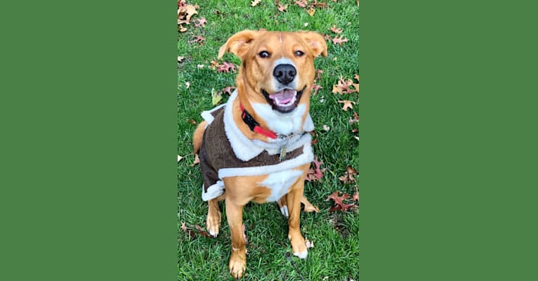Rubi, a Doberman Pinscher and American Pit Bull Terrier mix tested with EmbarkVet.com
