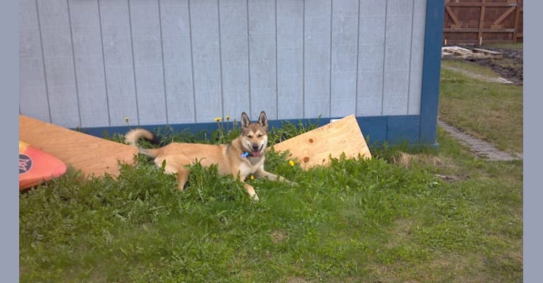 Nukka, an Alaskan-type Husky and German Shepherd Dog mix tested with EmbarkVet.com
