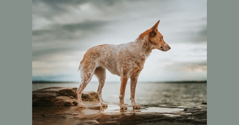 Novocaine, an Australian Cattle Dog and Australian Shepherd mix tested with EmbarkVet.com
