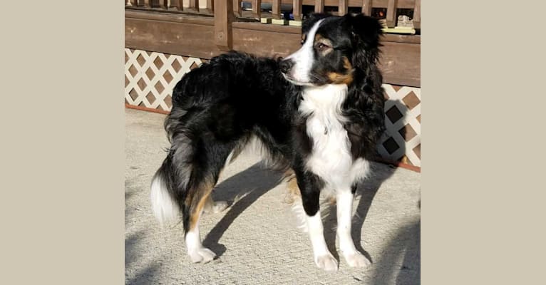 Gibson, an English Shepherd and Australian Shepherd mix tested with EmbarkVet.com