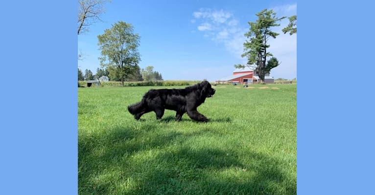 Michelle Del Gran Oso Negro (Sofía), a Newfoundland tested with EmbarkVet.com