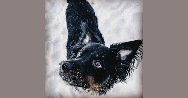 Louie, an Australian Cattle Dog and English Shepherd mix tested with EmbarkVet.com