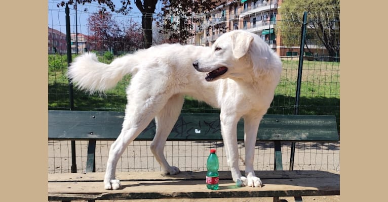 Akira, an Eastern European Village Dog tested with EmbarkVet.com