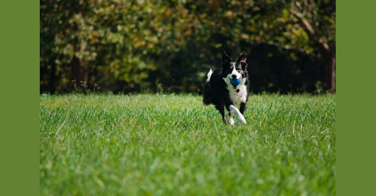 Photo of Jack, a Border Collie 