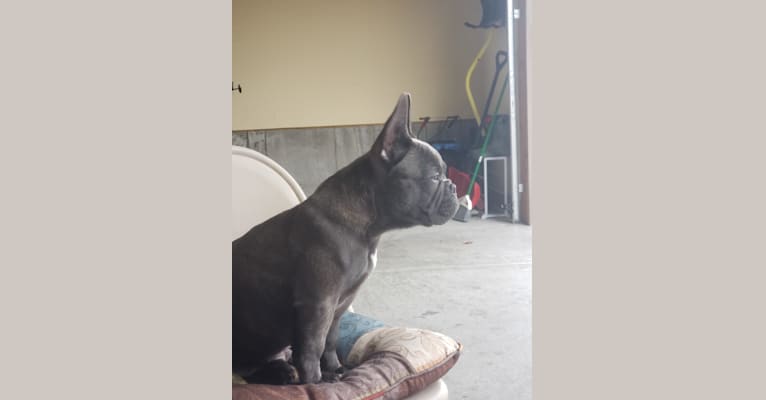 Diesel D, a French Bulldog tested with EmbarkVet.com