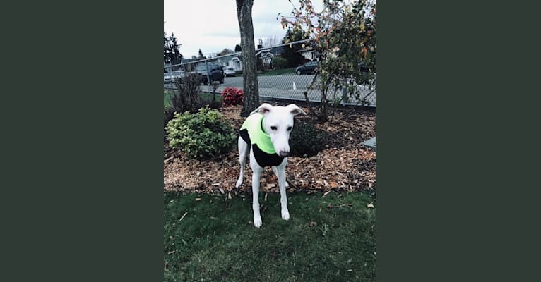 Rush, a Whippet tested with EmbarkVet.com