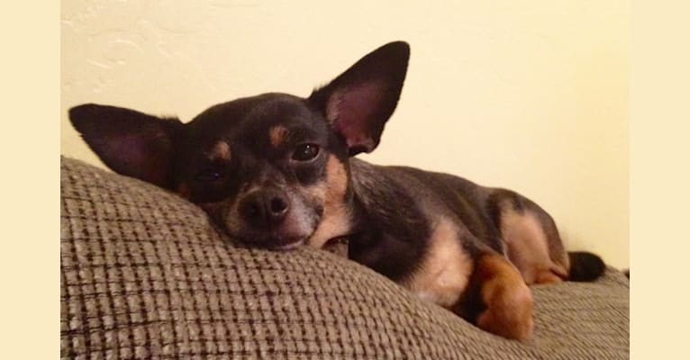 Chiquita, a Chihuahua tested with EmbarkVet.com