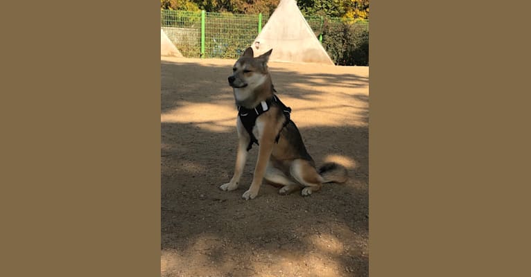 HuChoo, a Japanese or Korean Village Dog and Alaskan Malamute mix tested with EmbarkVet.com