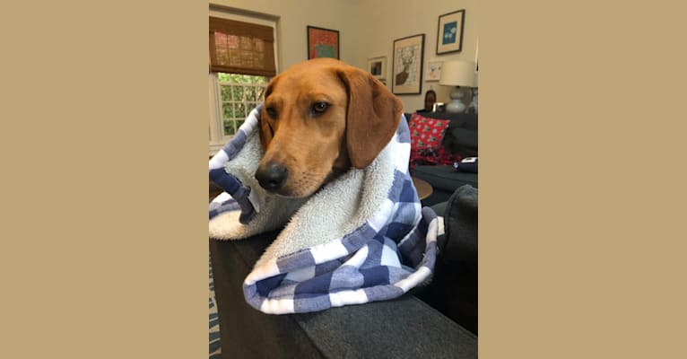 Zelda, a Mountain Cur and Redbone Coonhound mix tested with EmbarkVet.com