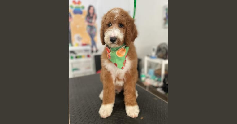 Photo of Bucky Barnes, a Poodle (Standard)  in Bakersfield, CA, USA