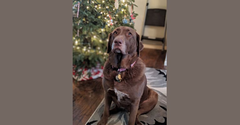 SkyeWalker, a Golden Retriever and Labrador Retriever mix tested with EmbarkVet.com