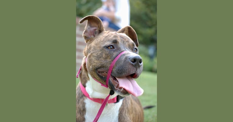 Nova, a Staffordshire Terrier and Chow Chow mix tested with EmbarkVet.com