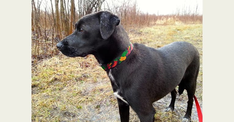 Pepper, a Labrador Retriever and Boston Terrier mix tested with EmbarkVet.com