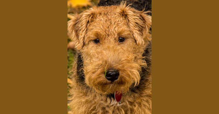 Bertie, a Welsh Terrier tested with EmbarkVet.com