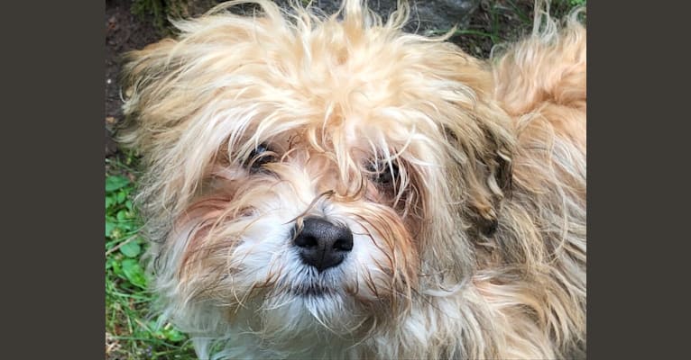 Gillead, a Havanese tested with EmbarkVet.com