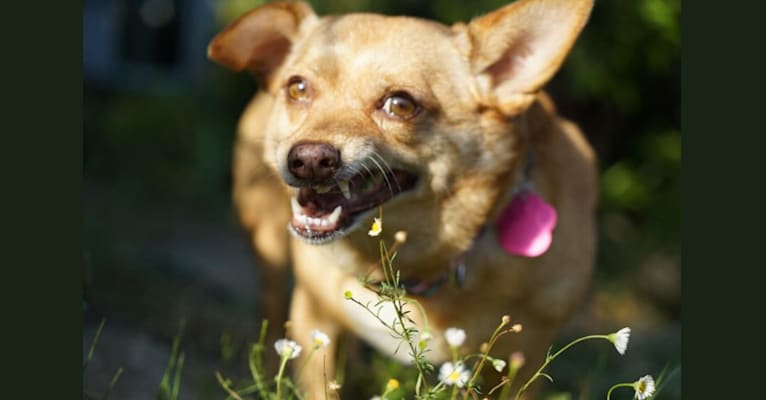 Ferdie, a Chihuahua and Pomeranian mix tested with EmbarkVet.com