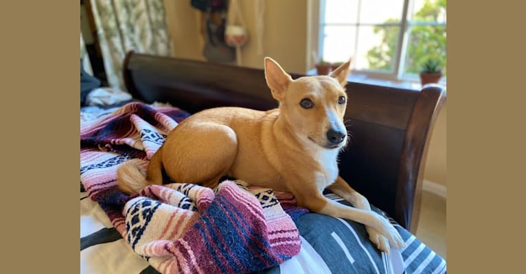 Ebo, a Basenji and Miniature Schnauzer mix tested with EmbarkVet.com