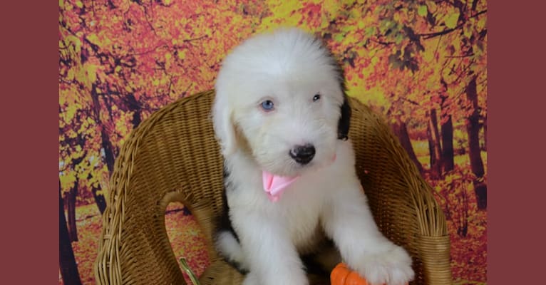 Dottie, an Old English Sheepdog tested with EmbarkVet.com