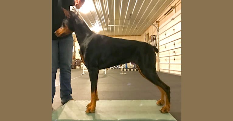 Ryka, a Doberman Pinscher tested with EmbarkVet.com