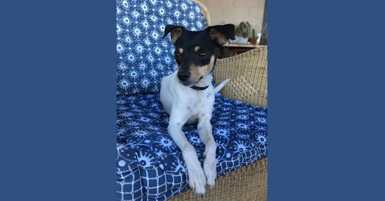 Hopper, a Russell-type Terrier (12.3% unresolved) tested with EmbarkVet.com