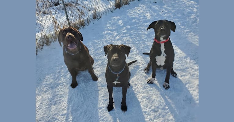 Photo of Rosco, an American Pit Bull Terrier, German Shepherd Dog, and Labrador Retriever mix in Appleton, Wisconsin, USA