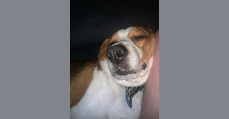 Photo of Boon, a Beagle (6.6% unresolved) in St Clair, Pennsylvania, USA