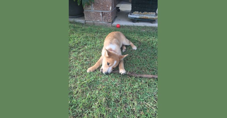 Chamonix, an Australian Cattle Dog and Australian Kelpie mix tested with EmbarkVet.com