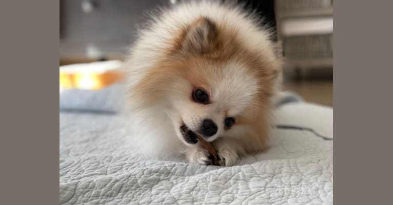 Taco, a Pomeranian tested with EmbarkVet.com