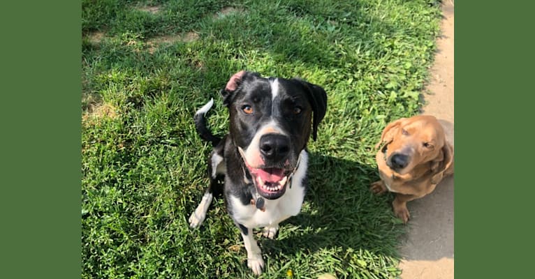 Dutch, an American Pit Bull Terrier and Australian Shepherd mix tested with EmbarkVet.com