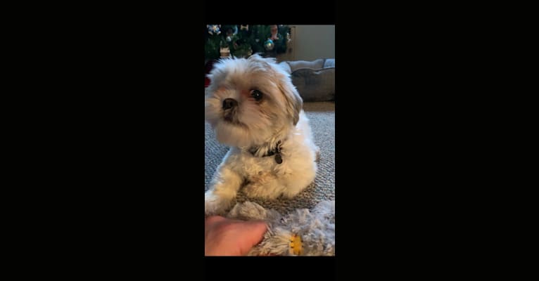 Lucy, a Shih Tzu tested with EmbarkVet.com