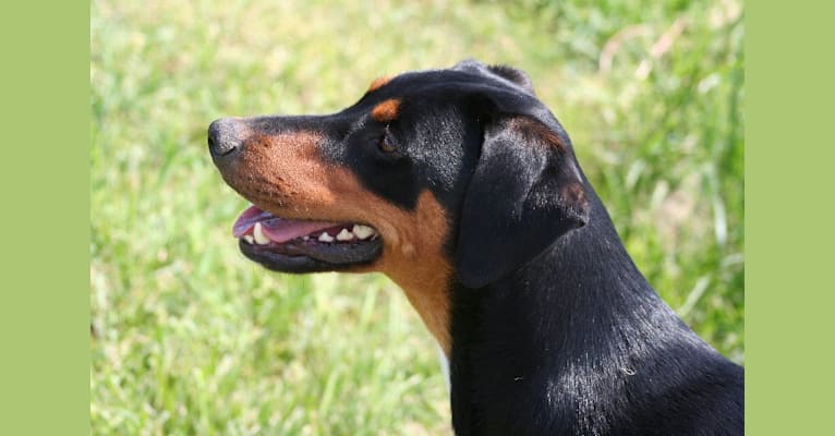 Jinx, a Doberman Pinscher and English Springer Spaniel mix tested with EmbarkVet.com